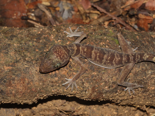 Wangkulangkul’s bent-toed gecko, Cyrtodactylus wangkulangkulae