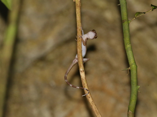 Pawang Bent-toed Gecko, Cyrtodactylus disjunctus