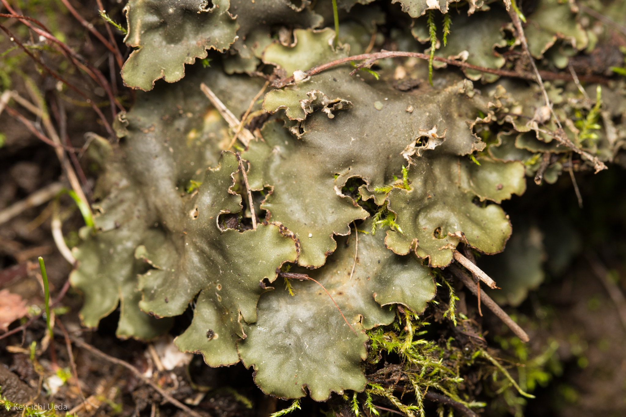 Peltigera degenii image