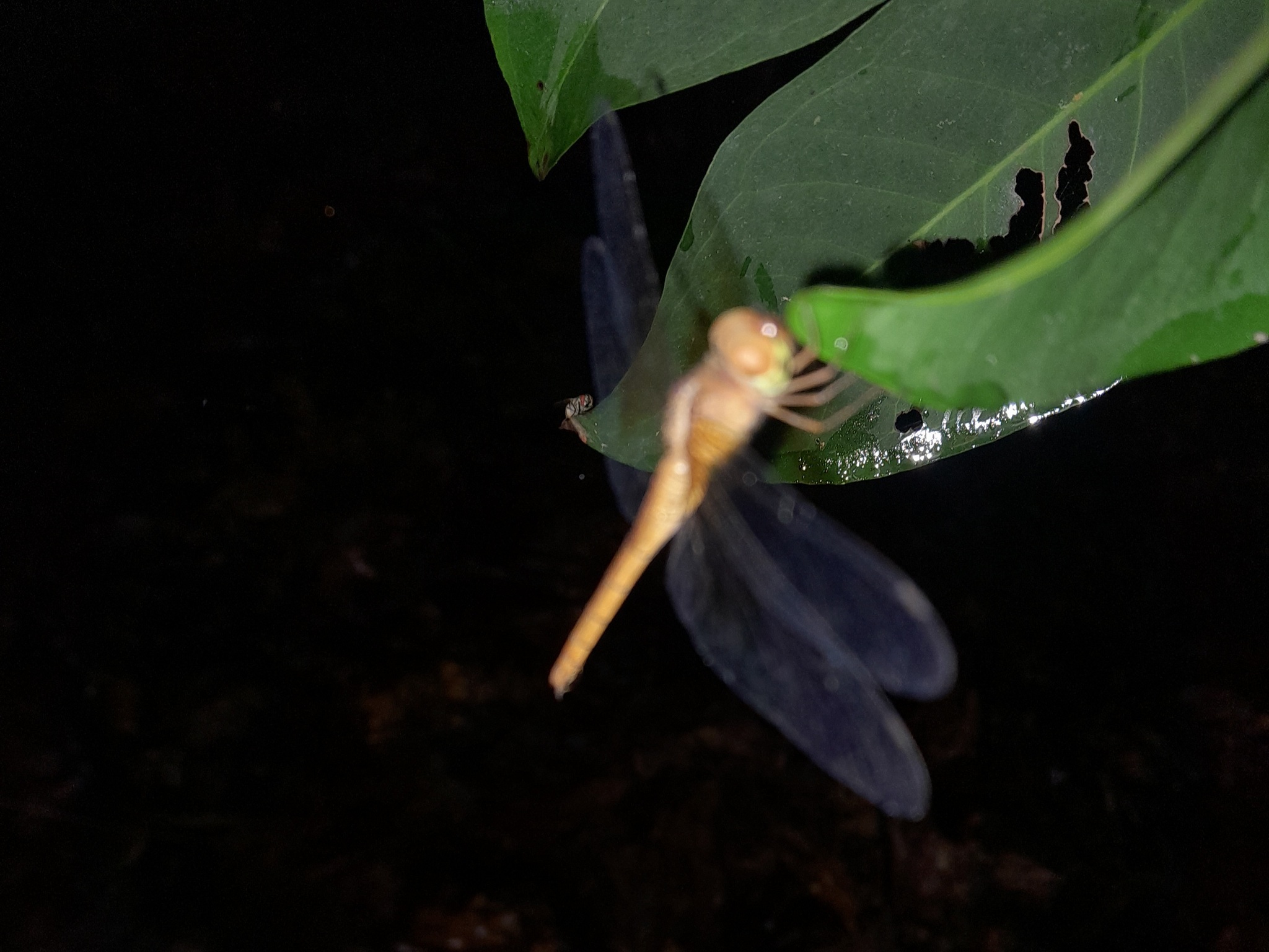 Coral-Tailed Cloudwing