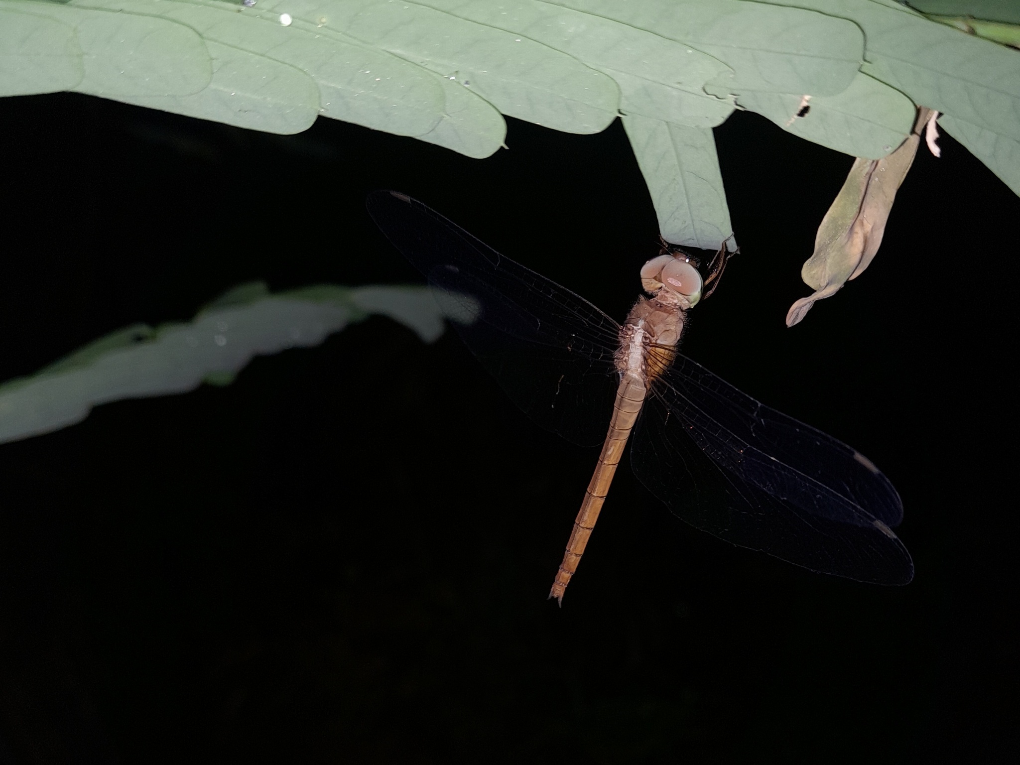Coral-Tailed Cloudwing