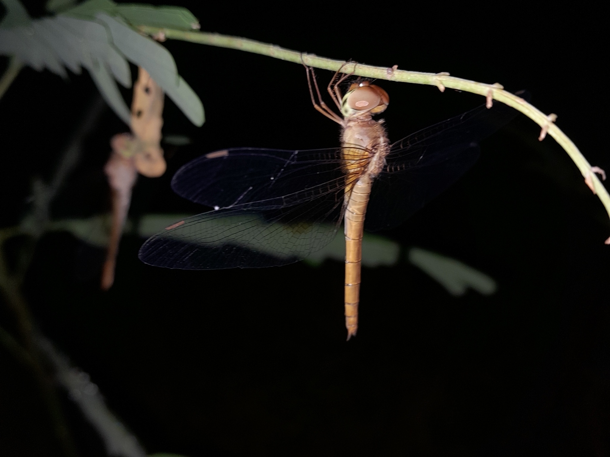 Coral-Tailed Cloudwing