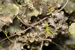 Peltigera degenii
