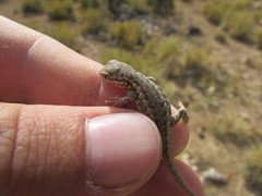 Sceloporus graciosus graciosus