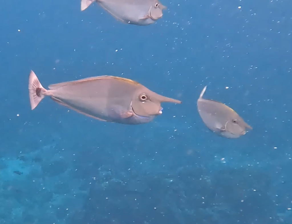 Paletail Unicornfish (Naso brevirostris) — recorded at Sd Point (Sekolah Dasar)