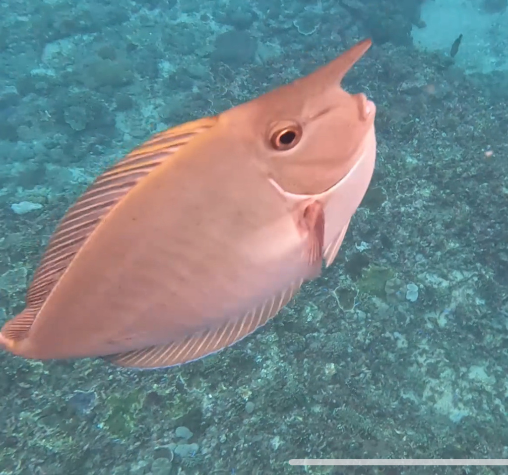 Paletail Unicornfish (Naso brevirostris) — recorded at Manta Point Lama