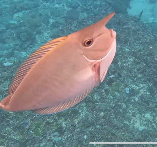 Paletail Unicornfish (Naso brevirostris)