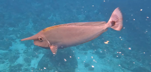 Paletail Unicornfish (Naso brevirostris)