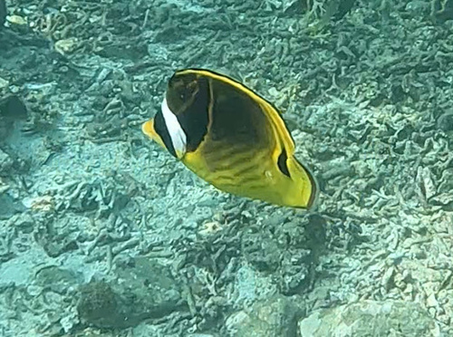 Raccoon Butterflyfish (Chaetodon lunula)