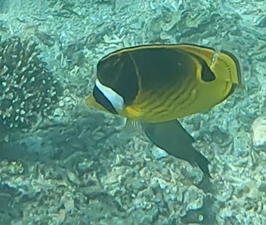 Raccoon Butterflyfish (Chaetodon lunula)