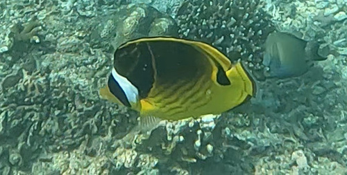 Raccoon Butterflyfish (Chaetodon lunula)