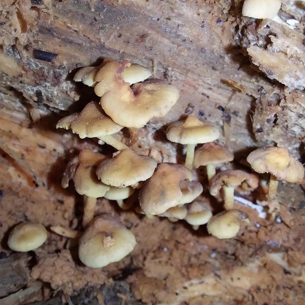 Hypholoma acutum · July 2025 · photo: © kiwialli (iNaturalist, cc-by)