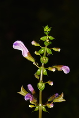 Salvia flaccidifolia