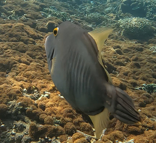 Barred Filefish (Cantherhines dumerilii)