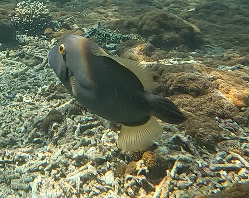 Barred Filefish (Cantherhines dumerilii)