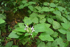 Salvia flaccidifolia