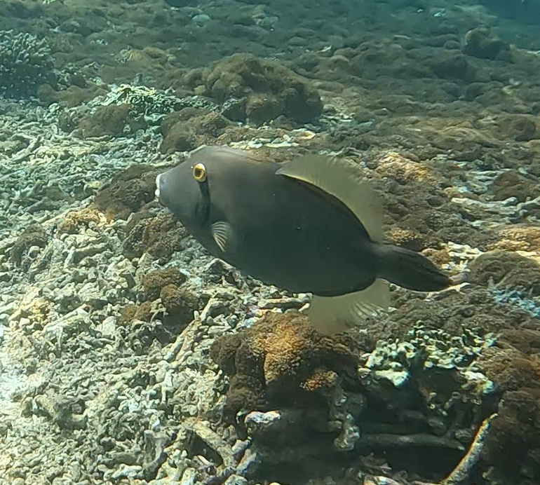 Barred Filefish (Cantherhines dumerilii) — recorded at Batu Meling