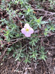 Oenothera rosea