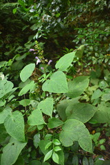 Salvia flaccidifolia