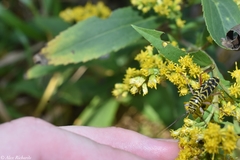 Megacyllene robiniae