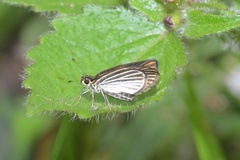 Apaustus gracilis