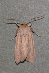 Ichneutica semivittata