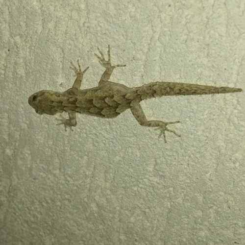 Mediterranean Thin-toed Gecko, 4292 Dobri dol, Bulgaria, photo 9 of 10
