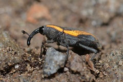 Cactophagus amoenus