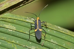 Hypselonotus linea