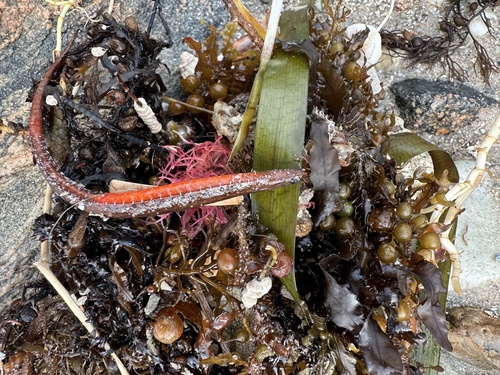 Deep-bodied pipefish (Kaupus costatus) — Syngnathidae — 2