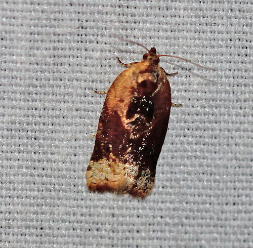 Red-banded Leafroller Moth photo 5