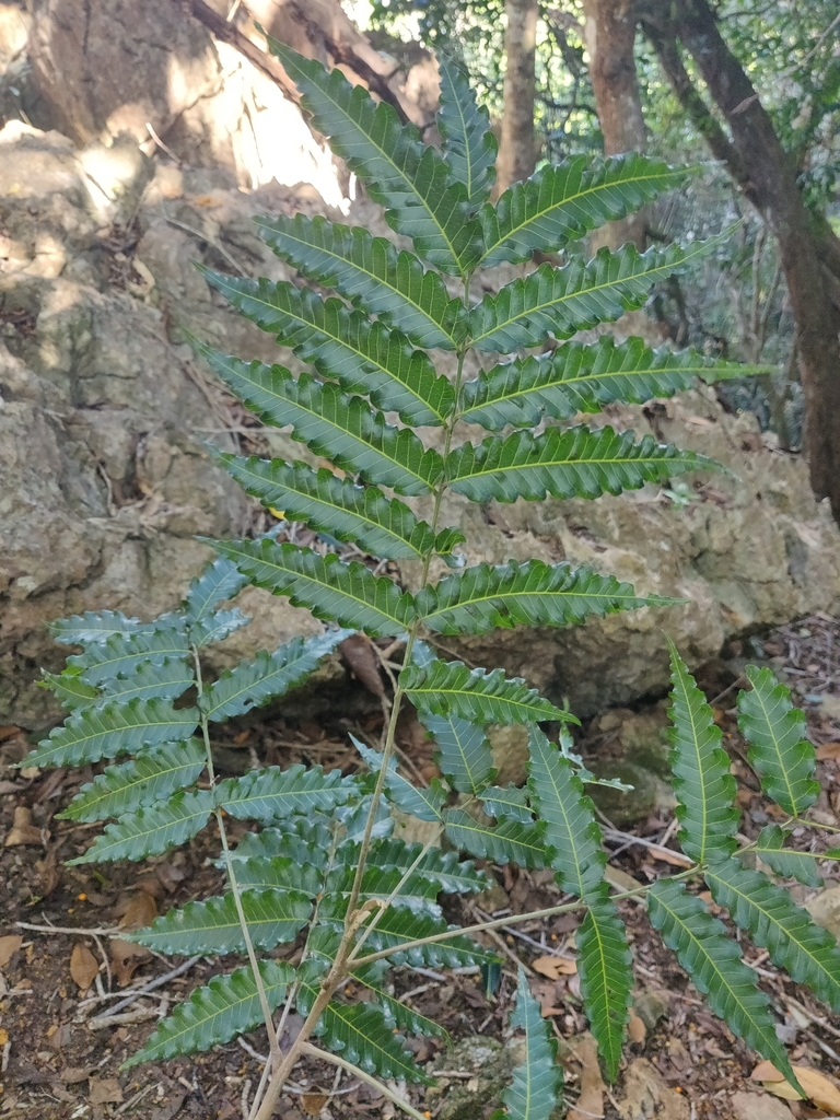 Elattostachys incisa