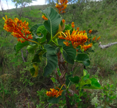 Palicourea rigida