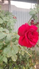 Rosa