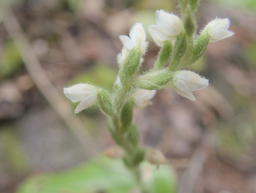 Checkered rattlesnake plantain (Goodyera tesselata)