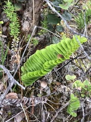 Polypodium pellucidum vulcanicum