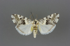 Ponometia altera