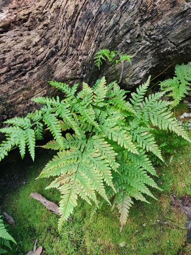 Pteris laevis observed 2025-07-26