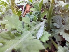 Arthropoda