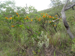 Palicourea rigida