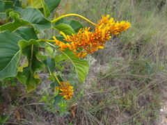 Palicourea rigida
