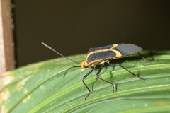 Hypselonotus linea