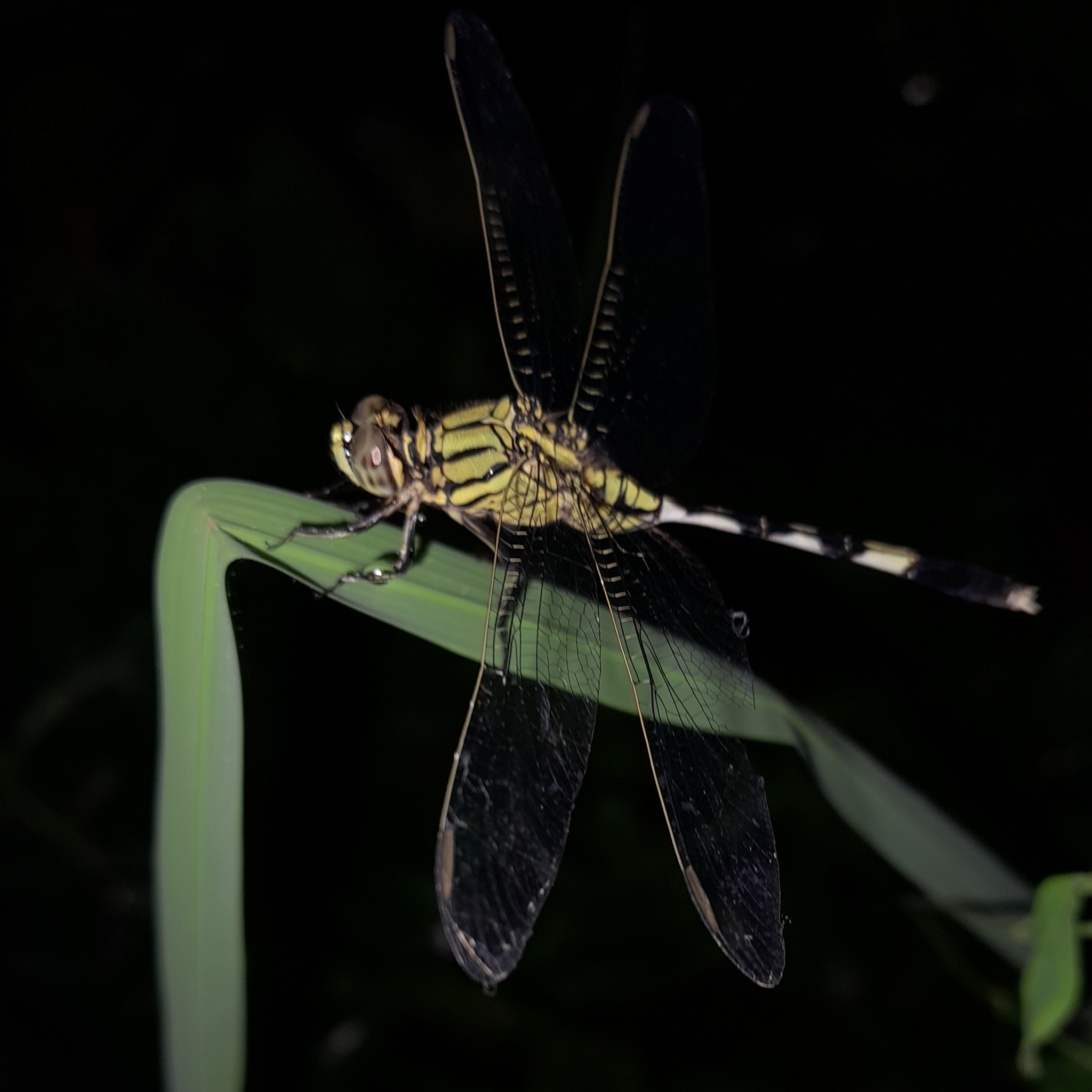 Slender Skimmer