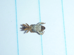 Stephanorhynchus curvipes