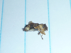 Stephanorhynchus curvipes