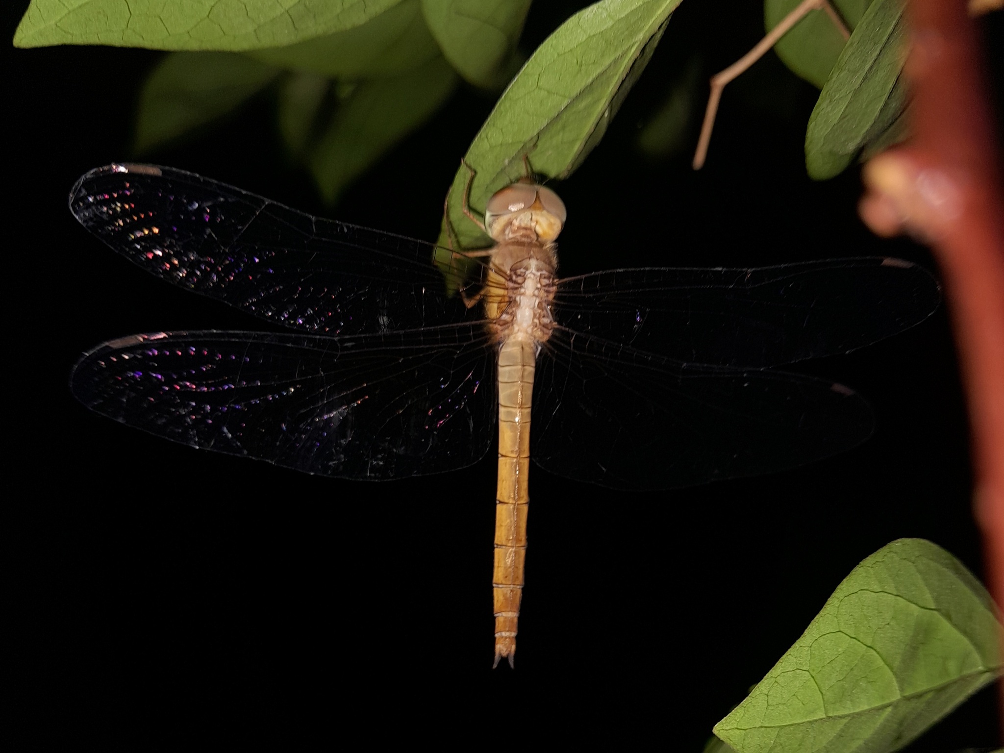 Coral-Tailed Cloudwing