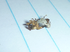 Stephanorhynchus curvipes