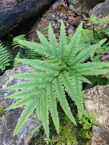 Pteris novae-caledoniae observed 2025-07-26