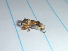 Stephanorhynchus curvipes