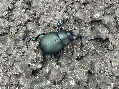 Timarcha tenebricosa